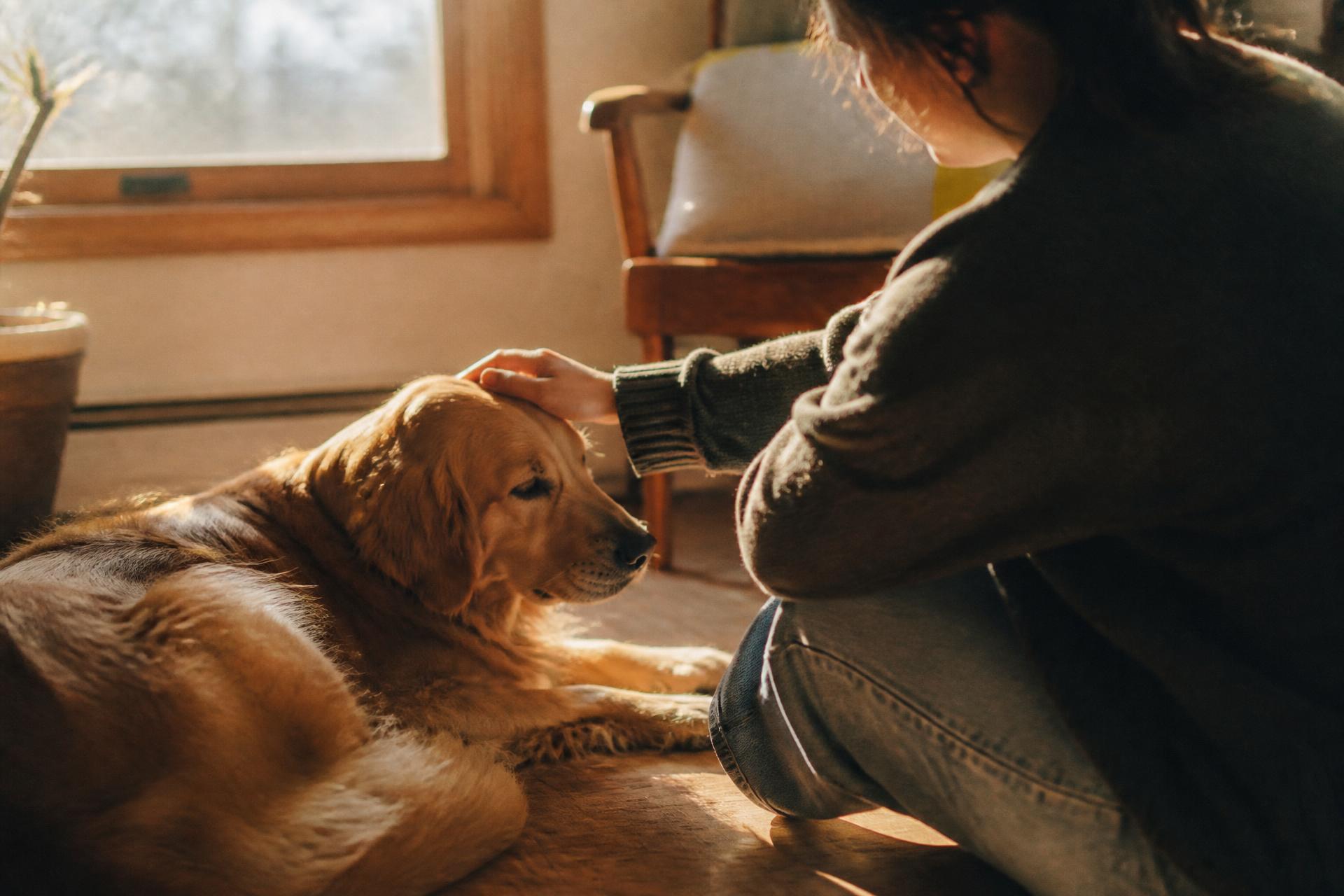 A person quietly resting a hand on a calm golden retriever in warm afternoon light.